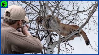 How Do Montana Hunters Manage Thousands of Ferocious Mountain Lions  Farming Documentary [upl. by Wennerholn]