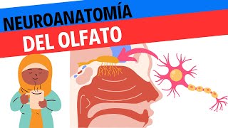 Neuroanatomía y fisiología del olfato [upl. by Peper]