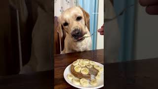 Quick meal for dogs  Dog friendly Pancake  Homemade dog food [upl. by Zurciram]