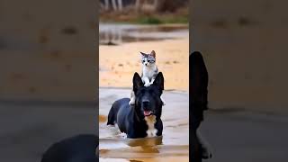 ❤️pet true friends dog cat baby [upl. by Weiss]