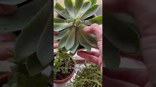 The results of chopping your etiolated succulent plantcare plantlovers succulent [upl. by Portingale]