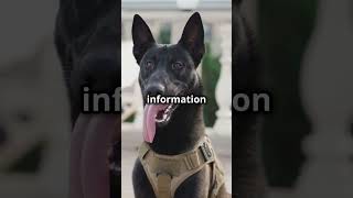 The Dogs of War youtubeshorts militarydogs usmilitary [upl. by Berman]