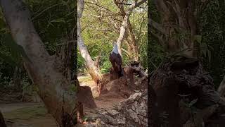 Brahminy Kite trending travelsl asiancountry naturesl srilanka shorts viral [upl. by Leahcimsemaj]