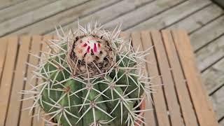 Melocactus curvispinus August 2024 [upl. by Arykahs]