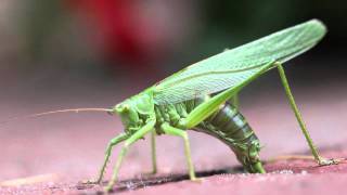 Grashopper CloseUp  digging in sand  laying eggs [upl. by Heywood716]