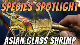 Asian Glass Shrimp Macrobrachium lanchesteri Freshwater Prawn Aquarium Species Profile amp Care [upl. by Scheld]