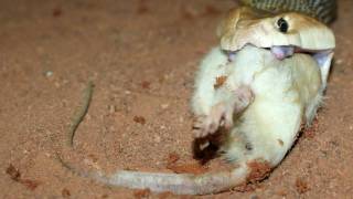 Taipan Feeding Australian Coastal Taipan [upl. by Ona]