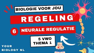 5 vwo  Regeling  6  Neurale regulatie [upl. by Xirdnek]