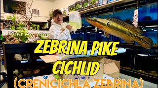 Unboxing of Rare fish Zebrina pike and more… [upl. by Gradeigh224]