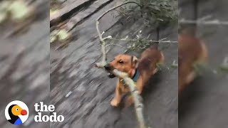 Dog Is Very Good At Big Sticks  The Dodo [upl. by Breech799]