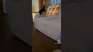 Sneaky mini dog😊 puppy tinypets babyanimal fypシ゚viral minipets babydog babypet cute puppy [upl. by Vaughan101]