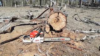 Review Baumr AG SX62 after cutting first trailer load of Australian hardwwod firewood [upl. by Yllop]