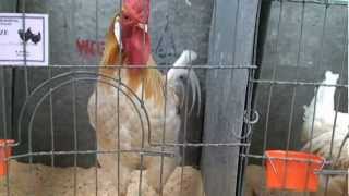 Dunedin poultry show 201202 [upl. by Jobina40]