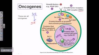 Types of oncogene [upl. by Anev]