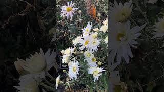 Videos from My Phone  Chrysanthemums in my Garden [upl. by Catriona]