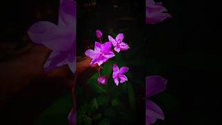 කදුලයි පවසන්නේKadulai pawasanne songnature love viralvideo [upl. by Rehpotisrhc]