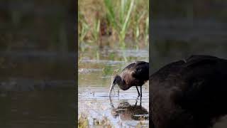 Glossy Ibis by Canon Eos R7 amp RF 100500mm shorts viralreels birds nature [upl. by Ayerhs]