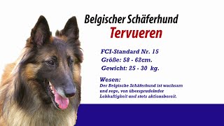 Meister Petz TV  Tervueren [upl. by Asikal]