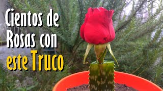 Cientos de ROSAS con este TRUCO infalible [upl. by Lenod]