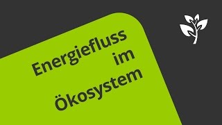 Biomasse und Energiefluss im Ökosystem  Biologie  Ökologie [upl. by Adnana]