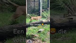 Een leeuwin die voetbalt 😹funny dierentuin leeuwinen oranjeleeuwinnen [upl. by Woodruff]