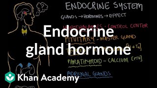 Endocrine gland hormone review  Endocrine system physiology  NCLEXRN  Khan Academy [upl. by Esnofla]