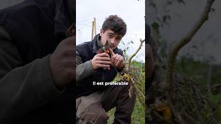 Arracher ou couper les pieds de légumes  🌱 jardin potager potagerpermaculture [upl. by Yllime]