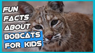 Fun Facts About Bobcats For Kids [upl. by Odnuges643]