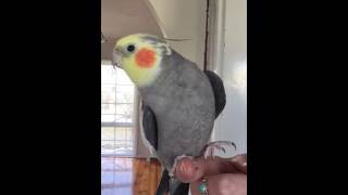 Cockatiel singing Addams family [upl. by Witherspoon142]