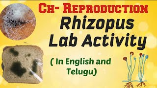 Reproduction  Rhizopus lab activity class10 biology [upl. by Auqinet]