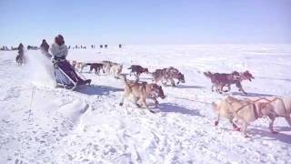 Kobuk 200 Sled Dog Race Kotzebue Alaska [upl. by Tedder]