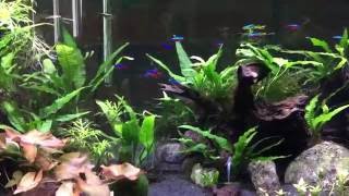 Apistogramma and Tetra aquarium [upl. by Hersh]