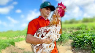 Farmer Accidentally Raises Giant Chicken [upl. by Javed]