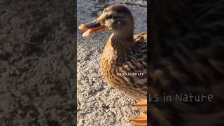 quacking mallard duck mallard duck asmr nature [upl. by Anuat]