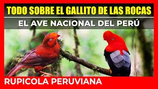 🛑🟠 TODO SOBRE EL GALLITO DE LAS ROCAS 🟠🛑  EL AVE NACIONAL DEL PERÚ  RUPICOLA PERUVIANA [upl. by Mailand]