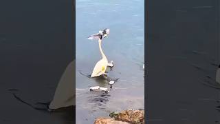 Power of mother swan swan mother animalvideos funnyanimals birds duck hen pet petshop ai [upl. by Ahsemal91]