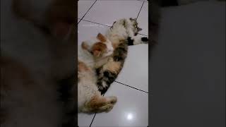 Mitty sama poky lagi rebahan [upl. by Meredi]