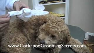 Cockapoo Grooming Clip 1 of 3 [upl. by Vanny287]