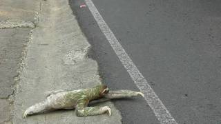 Threetoed sloth crossing the road in Costa Rica [upl. by Selokcin493]