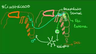 Reprodução dos crustáceos e dos aracnídeos  Zoologia  Biologia [upl. by Haynor724]