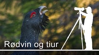 Rødvin og tiur  Capercaillie Mating Game [upl. by Enirok]