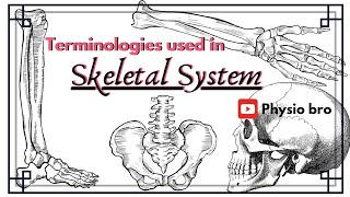 Terminologies used in skeletal system [upl. by Grantley1]