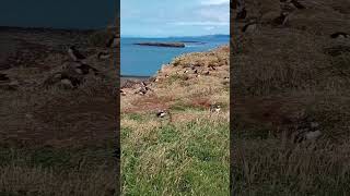 Puffins We visited the Isle of Lunga with Staffa Tours in July Ace wildlife StaffaBoatTours [upl. by Kaenel]