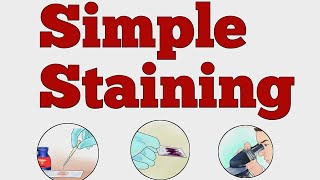 SIMPLE STAINING MICROBIOLOGY norcet microbiology nursing viralvideo shorts [upl. by Ahsas]