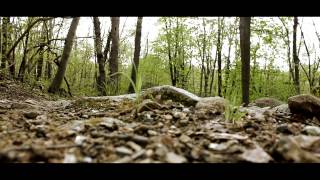 Inside The Forest SHORT HORROR FILM [upl. by Fredia]