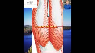 This muscles performs plantar flexion at the ankle joint… rmtanatomybrainteaserknowledge [upl. by Ynnal]