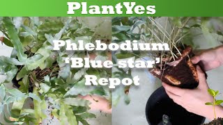 🌿 Watch Me Repot a Phlebodium aureum Blue Star 🪴 🌿 Repotting Houseplants [upl. by Ruhtracm]