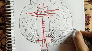 Circle of Willis Detailed Explaination Lec2 [upl. by Neenaej]