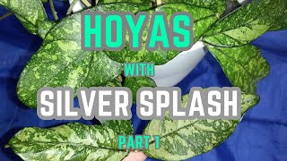 💙💛Hoyas with silver spots splash on the leaves part 1 Wibergie Crassipetiolata Svetlana [upl. by Ahsiken]