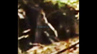 Real Sasquatch At Shelter amp Call Reply Bigfoot Barn [upl. by Gallager]